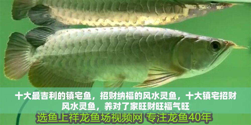 十大最吉利的鎮宅魚，招財納福的風水靈魚，十大鎮宅招財風水靈魚，養對了家旺財旺福氣旺