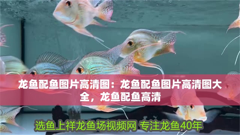 龍魚配魚圖片高清圖：龍魚配魚圖片高清圖大全，龍魚配魚高清