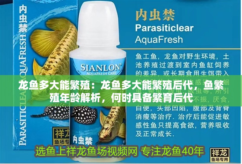 龍魚多大能繁殖：龍魚多大能繁殖后代，魚繁殖年齡解析，何時具備繁育后代