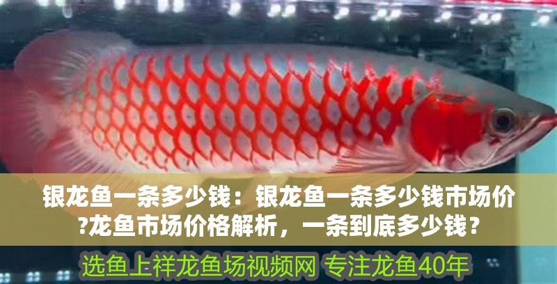 銀龍魚一條多少錢：銀龍魚一條多少錢市場價?龍魚市場價格解析，一條到底多少錢？