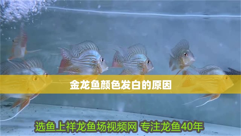金龍魚顏色發白的原因