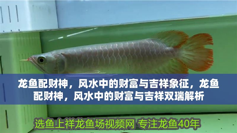 龍魚配財神，風(fēng)水中的財富與吉祥象征，龍魚配財神，風(fēng)水中的財富與吉祥雙瑞解析