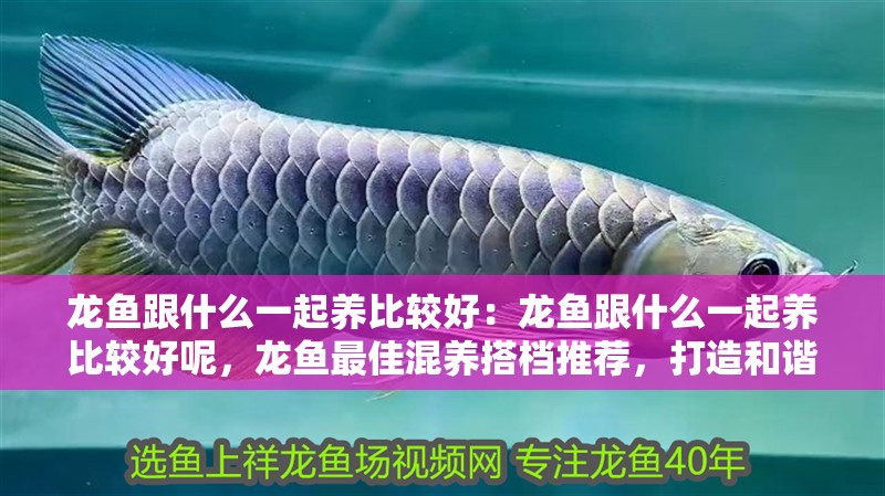 龍魚跟什么一起養比較好：龍魚跟什么一起養比較好呢，龍魚最佳混養搭檔推薦，打造和諧共生的水族箱