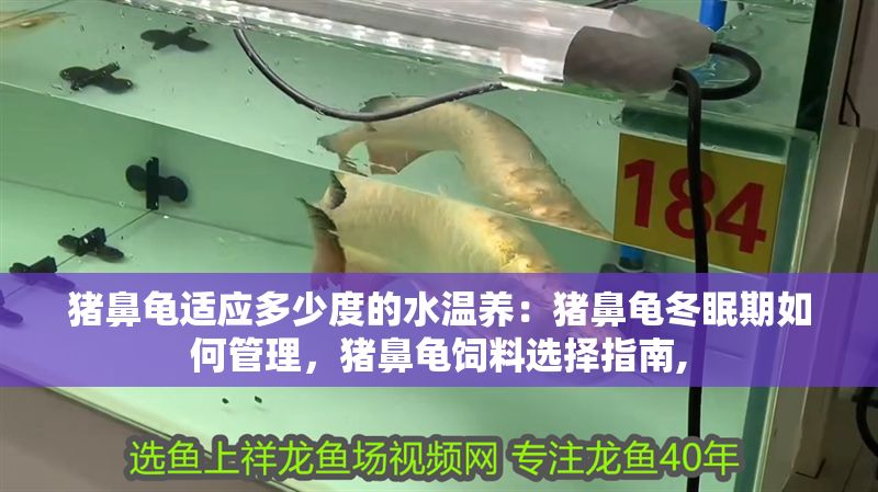 豬鼻龜適應多少度的水溫養：豬鼻龜冬眠期如何管理，豬鼻龜飼料選擇指南,
