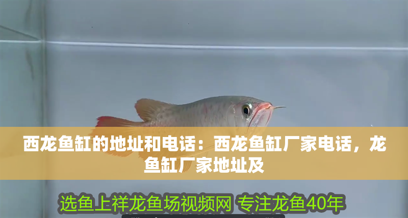 西龍魚缸的地址和電話：西龍魚缸廠家電話，龍魚缸廠家地址及