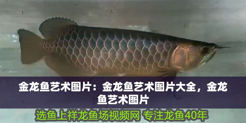 金龍魚藝術圖片：金龍魚藝術圖片大全，金龍魚藝術圖片
