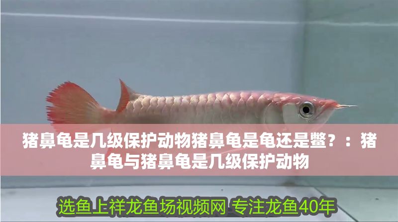 豬鼻龜是幾級保護動物豬鼻龜是龜還是鱉？：豬鼻龜與豬鼻龜是幾級保護動物