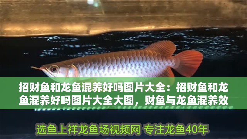 招財魚和龍魚混養好嗎圖片大全：招財魚和龍魚混養好嗎圖片大全大圖，財魚與龍魚混養效果展示