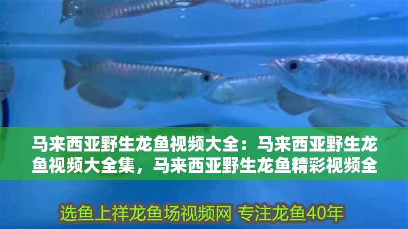 馬來西亞野生龍魚視頻大全：馬來西亞野生龍魚視頻大全集，馬來西亞野生龍魚精彩視頻全收錄