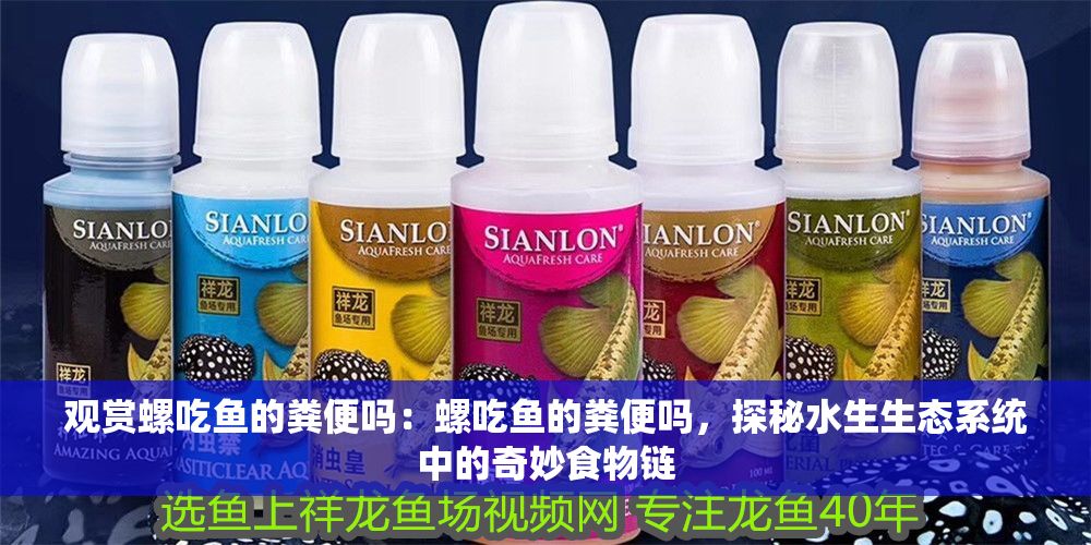 觀賞螺吃魚的糞便嗎：螺吃魚的糞便嗎，探秘水生生態系統中的奇妙食物鏈