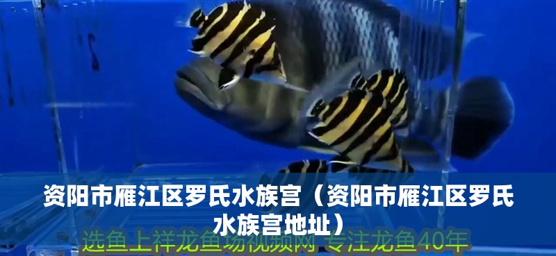 資陽市雁江區(qū)羅氏水族宮（資陽市雁江區(qū)羅氏水族宮地址）