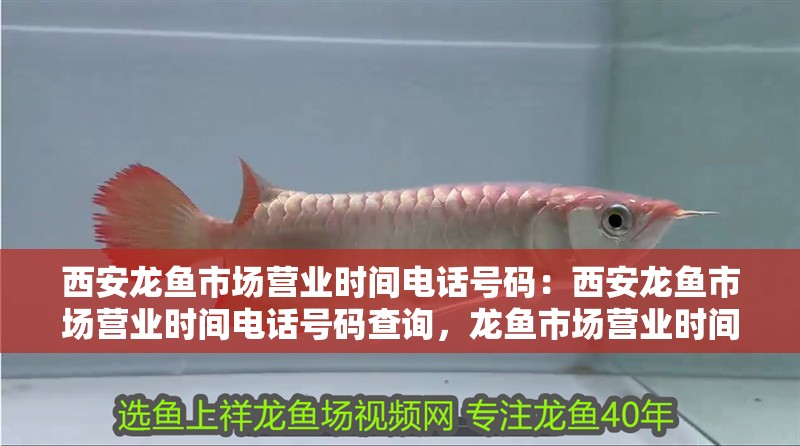 西安龍魚市場營業時間電話號碼：西安龍魚市場營業時間電話號碼查詢，龍魚市場營業時間