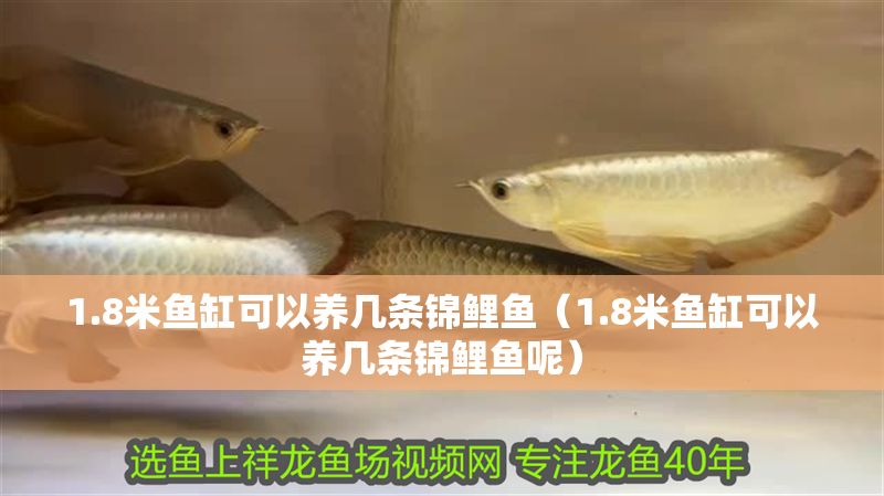 1.8米魚缸可以養幾條錦鯉魚（1.8米魚缸可以養幾條錦鯉魚呢）