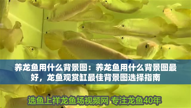 養(yǎng)龍魚用什么背景圖：養(yǎng)龍魚用什么背景圖最好，龍魚觀賞缸最佳背景圖選擇指南