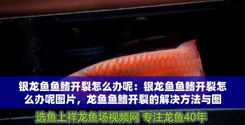 銀龍魚魚鰭開裂怎么辦呢：銀龍魚魚鰭開裂怎么辦呢圖片，龍魚魚鰭開裂的解決方法與圖