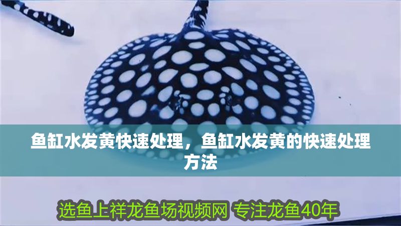 魚缸水發黃快速處理，魚缸水發黃的快速處理方法