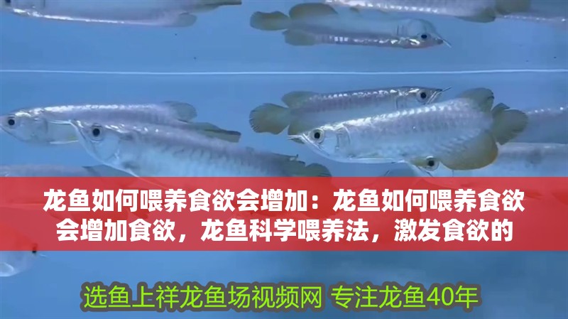 龍魚如何喂養食欲會增加：龍魚如何喂養食欲會增加食欲，龍魚科學喂養法，激發食欲的