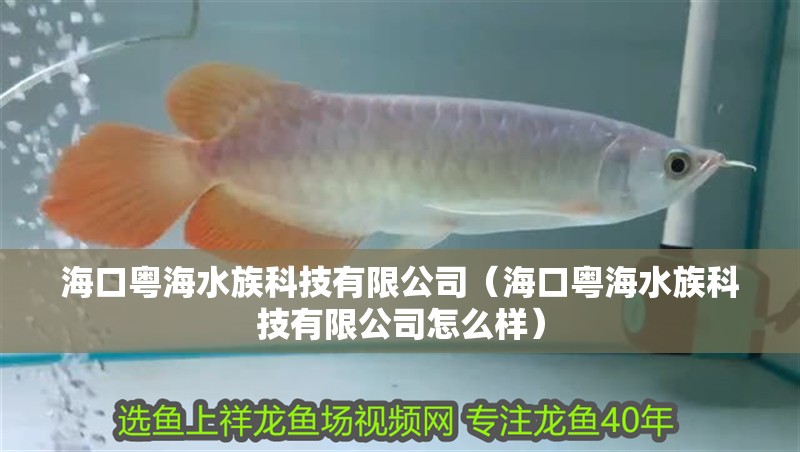 海口粵海水族科技有限公司（海口粵海水族科技有限公司怎么樣）
