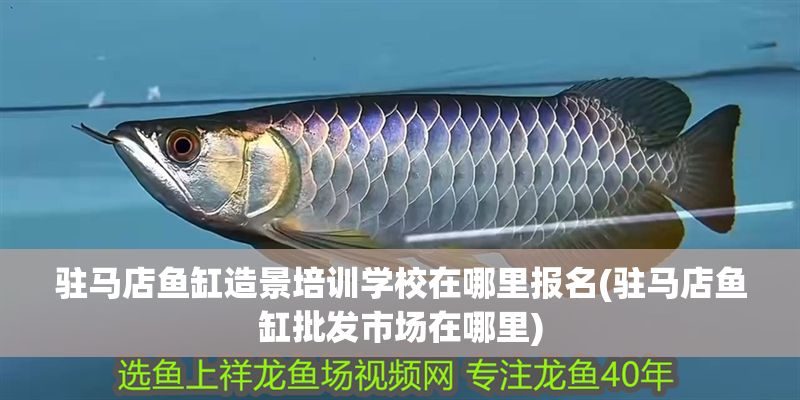 駐馬店魚缸造景培訓學校在哪里報名(駐馬店魚缸批發市場在哪里)