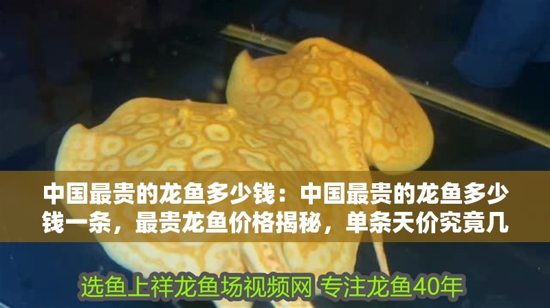 中國(guó)最貴的龍魚(yú)多少錢(qián)：中國(guó)最貴的龍魚(yú)多少錢(qián)一條，最貴龍魚(yú)價(jià)格揭秘，單條天價(jià)究竟幾何？