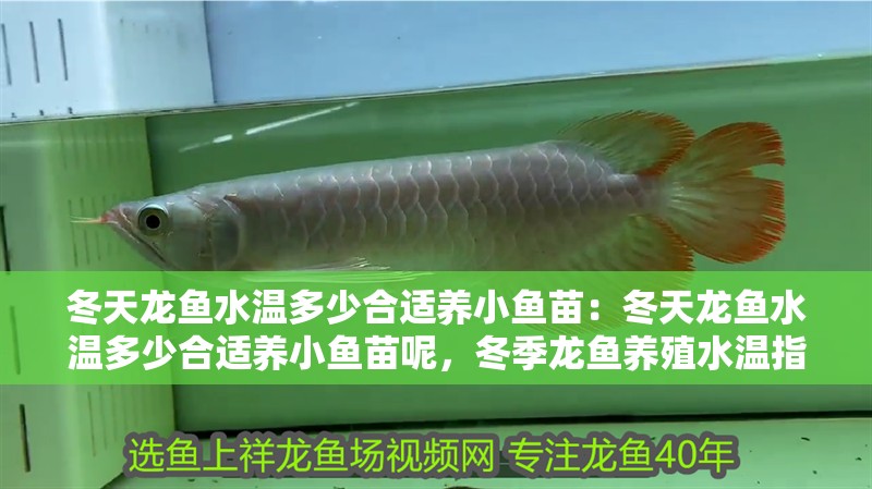 冬天龍魚水溫多少合適養小魚苗：冬天龍魚水溫多少合適養小魚苗呢，冬季龍魚養殖水溫指南，適宜小魚苗生長的溫度解析