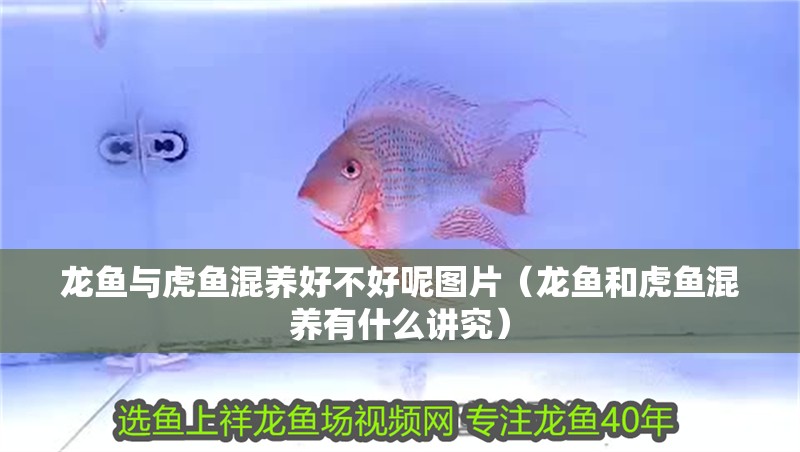 龍魚與虎魚混養好不好呢圖片（龍魚和虎魚混養有什么講究）