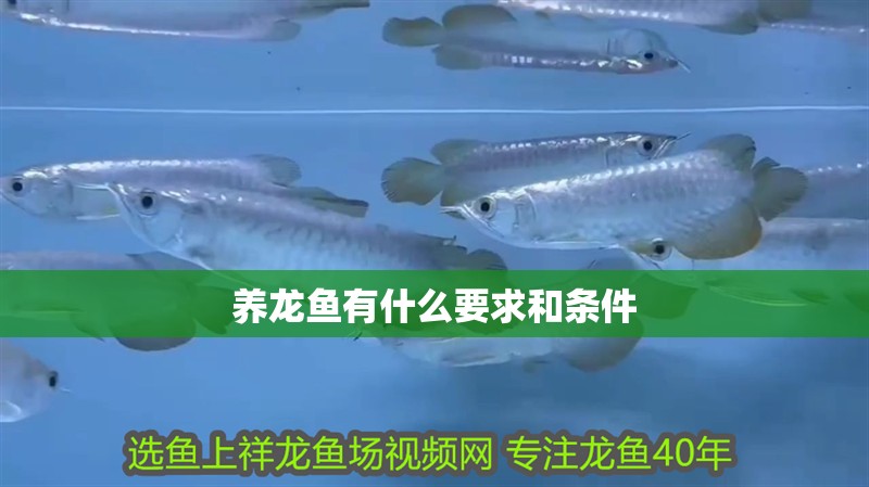 養龍魚有什么要求和條件