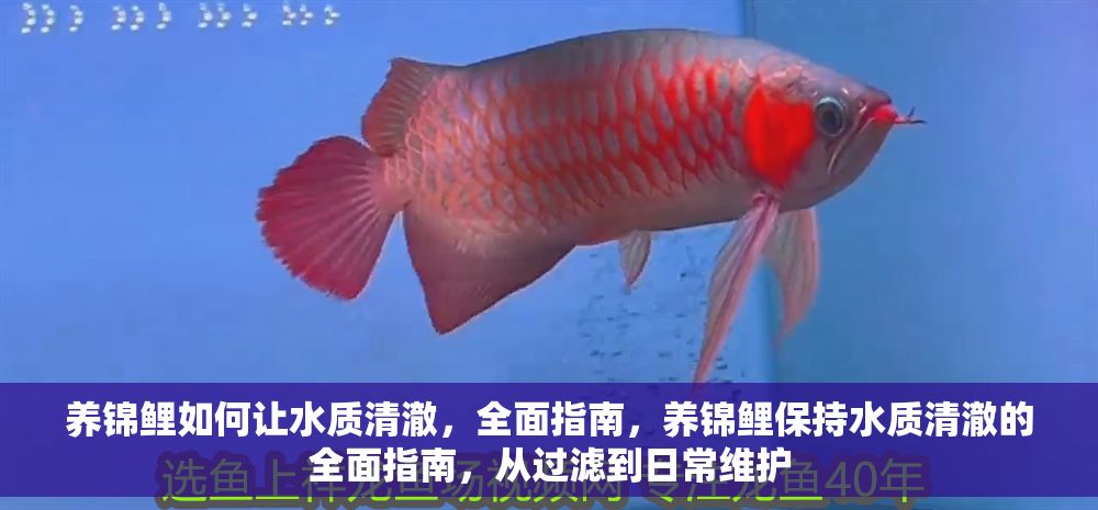 養(yǎng)錦鯉如何讓水質(zhì)清澈，全面指南，養(yǎng)錦鯉保持水質(zhì)清澈的全面指南，從過濾到日常維護(hù) 養(yǎng)錦鯉如何讓水質(zhì)清澈，全面指南，養(yǎng)錦鯉保持水質(zhì)清澈的全面指南，從過濾到日常維護(hù) 龍魚百科 第1張