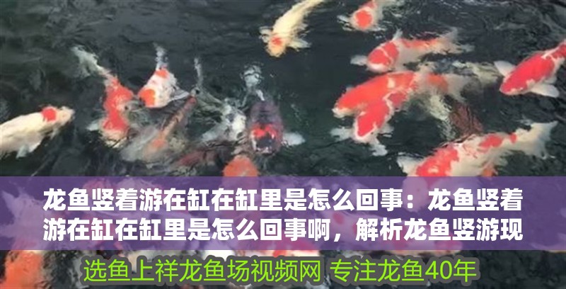 龍魚豎著游在缸在缸里是怎么回事：龍魚豎著游在缸在缸里是怎么回事啊，解析龍魚豎游現象，原因與