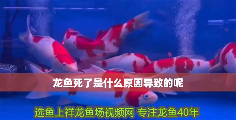 龍魚死了是什么原因導致的呢