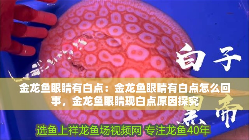 金龍魚眼睛有白點：金龍魚眼睛有白點怎么回事，金龍魚眼睛現(xiàn)白點原因探究