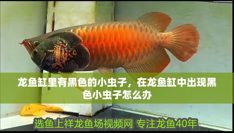 龍魚缸里有黑色的小蟲子，在龍魚缸中出現黑色小蟲子怎么辦