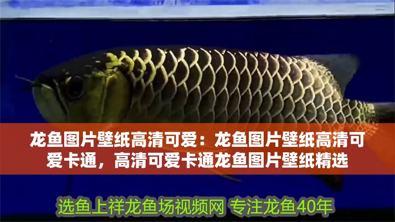 龍魚圖片壁紙高清可愛：龍魚圖片壁紙高清可愛卡通，高清可愛卡通龍魚圖片壁紙精選