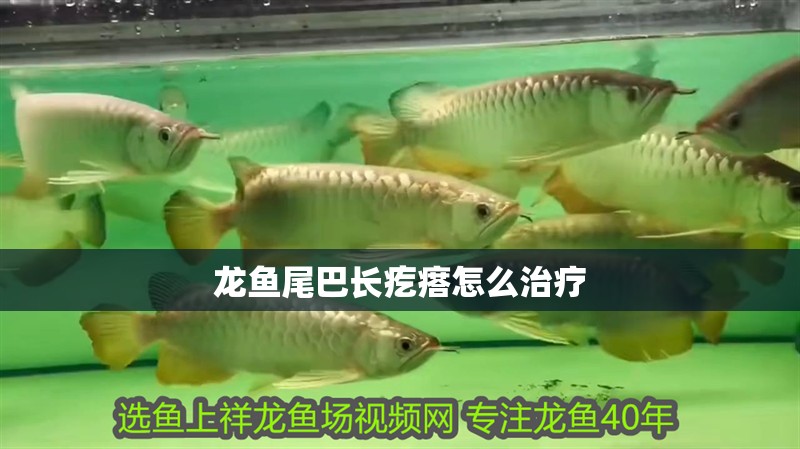 龍魚(yú)尾巴長(zhǎng)疙瘩怎么治療