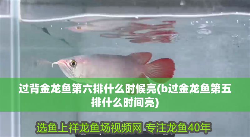 過(guò)背金龍魚(yú)第六排什么時(shí)候亮(b過(guò)金龍魚(yú)第五排什么時(shí)間亮)