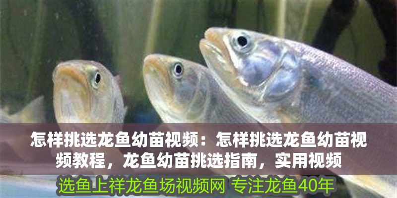 怎樣挑選龍魚幼苗視頻：怎樣挑選龍魚幼苗視頻教程，龍魚幼苗挑選指南，實用視頻