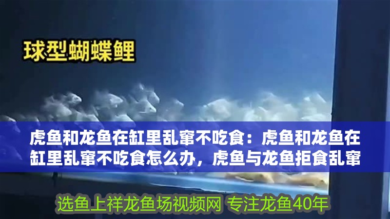 虎魚和龍魚在缸里亂竄不吃食：虎魚和龍魚在缸里亂竄不吃食怎么辦，虎魚與龍魚拒食亂竄