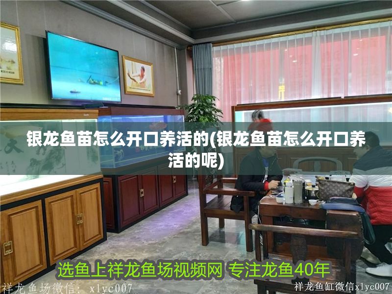 銀龍魚苗怎么開口養活的(銀龍魚苗怎么開口養活的呢)