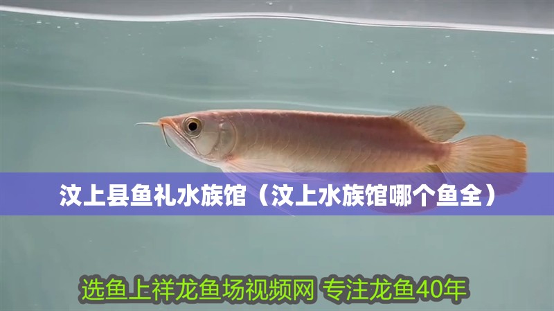 汶上縣魚禮水族館（汶上水族館哪個魚全） 汶上縣魚禮水族館（汶上水族館哪個魚全） 全國水族館企業(yè)名錄 第2張