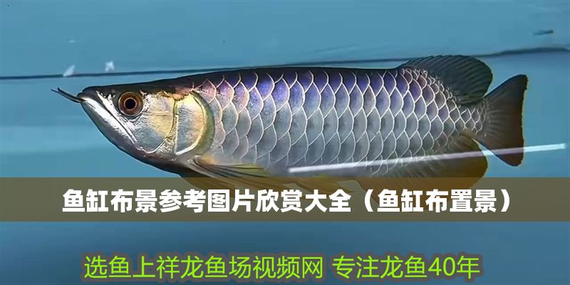 魚缸布景參考圖片欣賞大全（魚缸布置景）