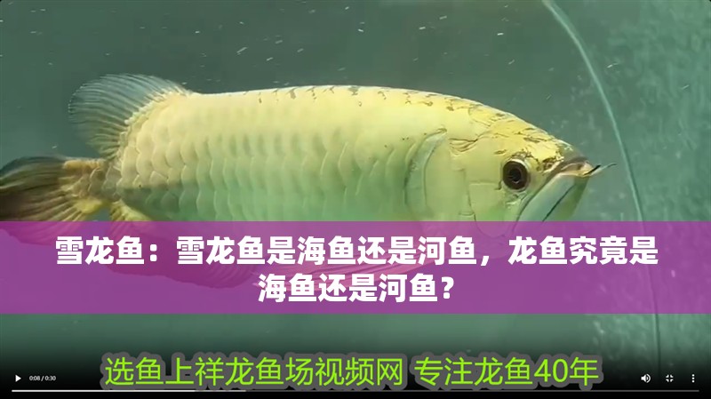 雪龍魚：雪龍魚是海魚還是河魚，龍魚究竟是海魚還是河魚？
