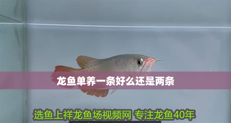 龍魚單養一條好么還是兩條