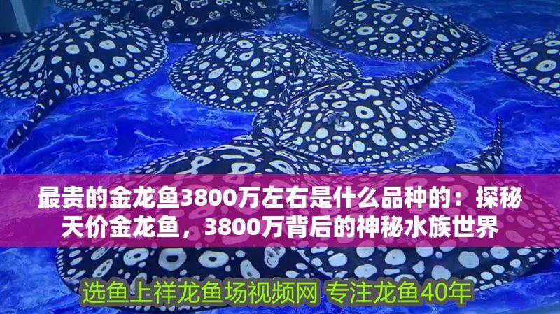 最貴的金龍魚(yú)3800萬(wàn)左右是什么品種的：探秘天價(jià)金龍魚(yú)，3800萬(wàn)背后的神秘水族世界
