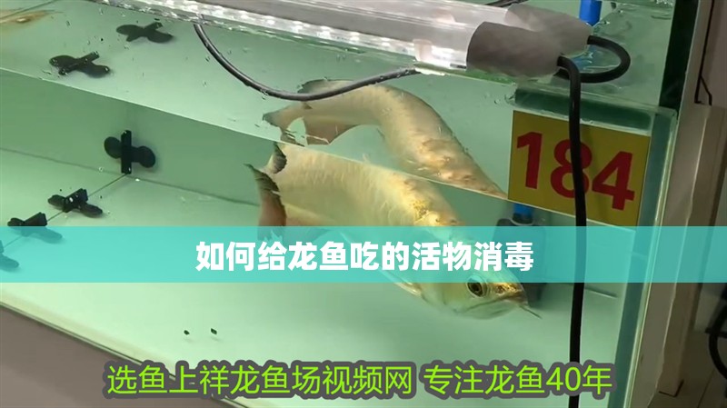 如何給龍魚吃的活物消毒
