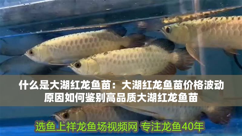 什么是大湖紅龍魚苗：大湖紅龍魚苗價格波動原因如何鑒別高品質大湖紅龍魚苗