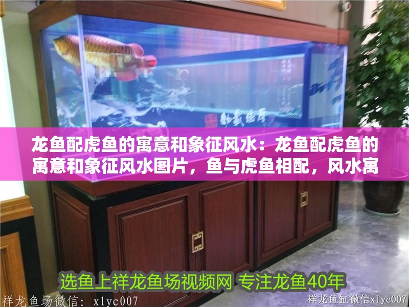 龍魚配虎魚的寓意和象征風水：龍魚配虎魚的寓意和象征風水圖片，魚與虎魚相配，風水寓意