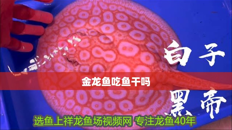 金龍魚吃魚干嗎