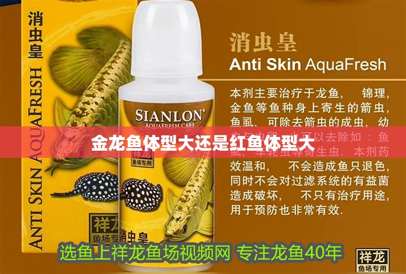 金龍魚體型大還是紅魚體型大