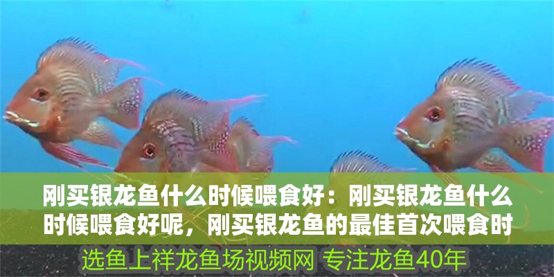 剛買銀龍魚什么時候喂食好：剛買銀龍魚什么時候喂食好呢，剛買銀龍魚的最佳首次喂食時間