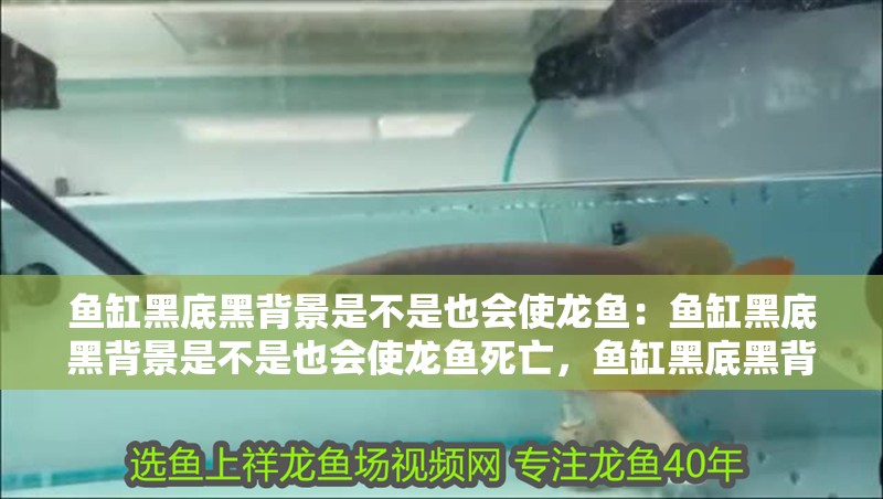 魚缸黑底黑背景是不是也會使龍魚：魚缸黑底黑背景是不是也會使龍魚死亡，魚缸黑底黑背景是否會導致龍魚